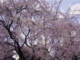 sakura1