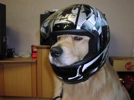 ヘルメット 犬 面白画像ニッキ