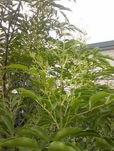 シマトネリコ 不動産