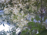 シマトネリコ 植栽