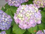 ¤¢¤¸¤µ¤¤¤Î¥¢¥Ã¥×