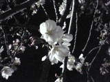 050408 sakura