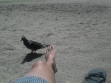 Bird2