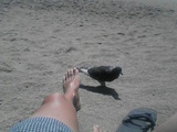 Bird3