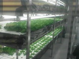野菜