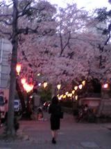 去年の桜