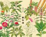 養命酒壁紙(生薬)