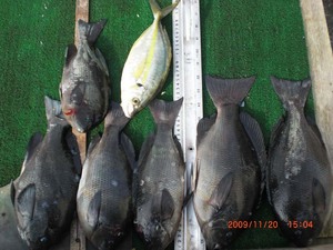 11_20_kawa