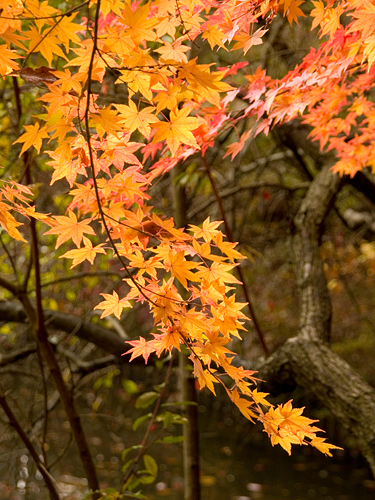 shinrin(081116)3