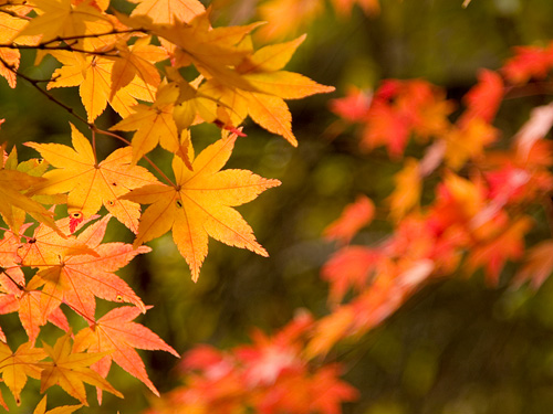 shinrin(081116)4