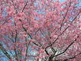 sakura1