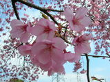 sakura2