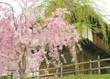 f0ca1411.JPG