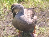 f676f332.jpg