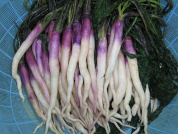 日野菜その1