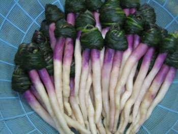 日野菜その2