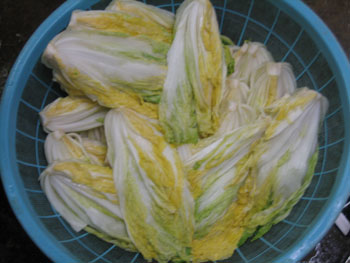 白菜漬その５