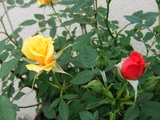 薔薇の花