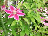 鉄線の花