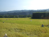 吾妻の田園風景と案山子