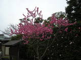 DSCN1211