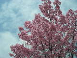 DSCN1278