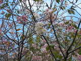 冬桜