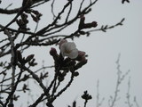 DSCN1203