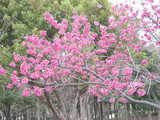 DSCN1221