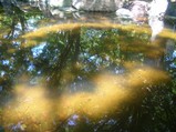北浦和公園の池