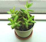 オフィスの植物02