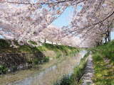 sakura3