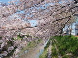 sakura1