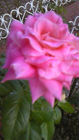 6b439386.jpg
