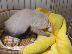 モミモミ～