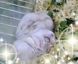 �ʎѤ����(*���ա�*)