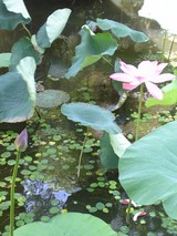 070914hasu