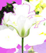 tulip