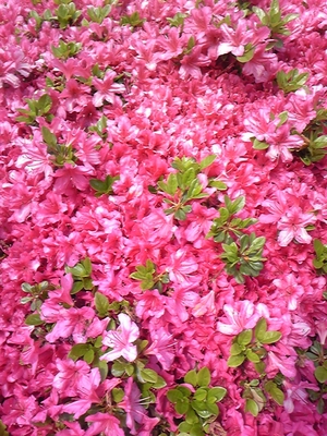090430tsutsuji