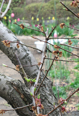070422ume