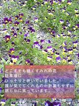 080609_sumire