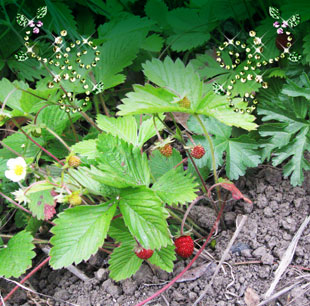 080520_strawberry