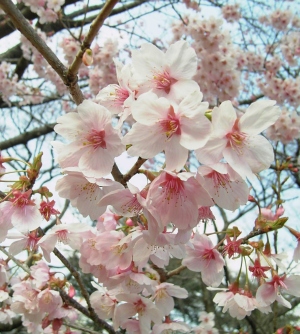 080408sakura