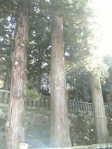 suwa_trees