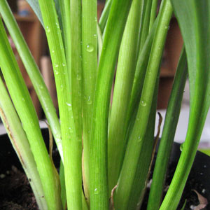 080328_grass