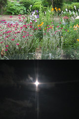 0705flowerandmoon