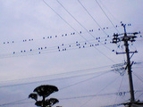 070222yumi_tori