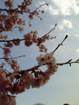 sakura1