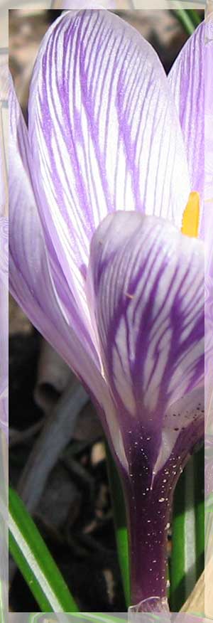0321_flower
