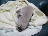 blog